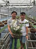  Cây lan phi điệp nuôi cấy mô 