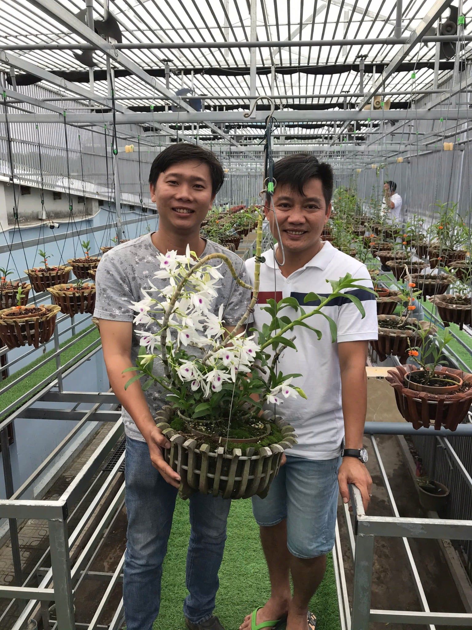  Cây lan phi điệp nuôi cấy mô 