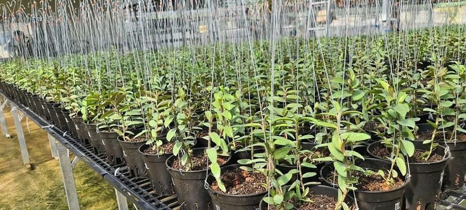  Cây lan phi điệp nuôi cấy mô 