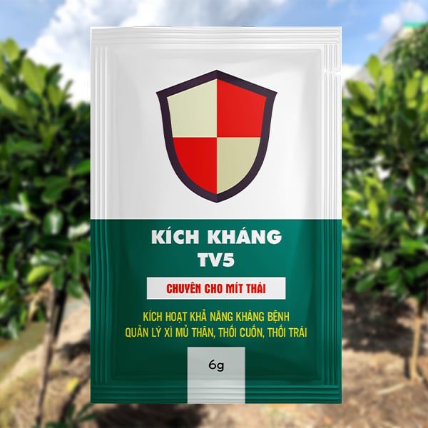  KÍCH KHÁNG TV5 – PHÒNG TRỪ XÌ MỦ TRÊN MÍT THÁI 