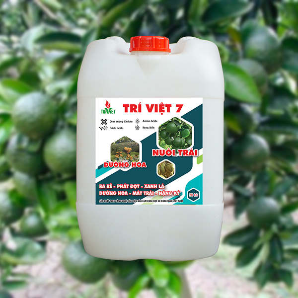  PHÂN TƯỚI RỄ TRÍ VIỆT 7 – CHUYÊN CÂY ĂN TRÁI 
