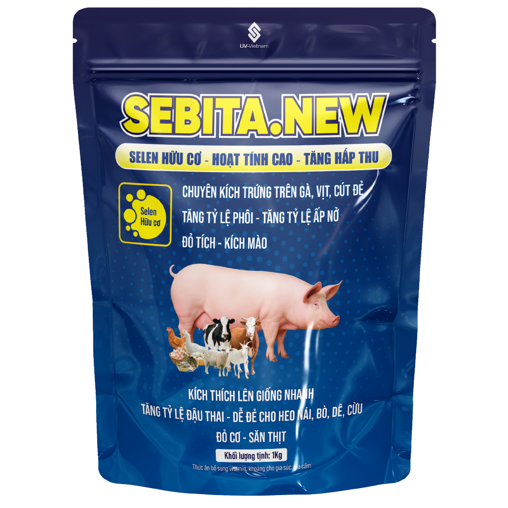  SEBITA.NEW 