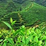  Trà Ô long sữa hữu cơ tự nhiên Thanh Sơn 