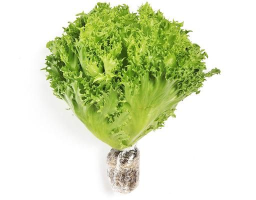  Xà lách thuỷ tinh Đà Lạt 