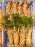  Sâm Tươi Hàn Quốc 8 Củ 1Kg 