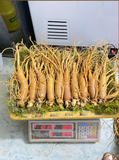  Sâm Tươi Hàn Quốc Loại 9 -10 Củ 1Kg 