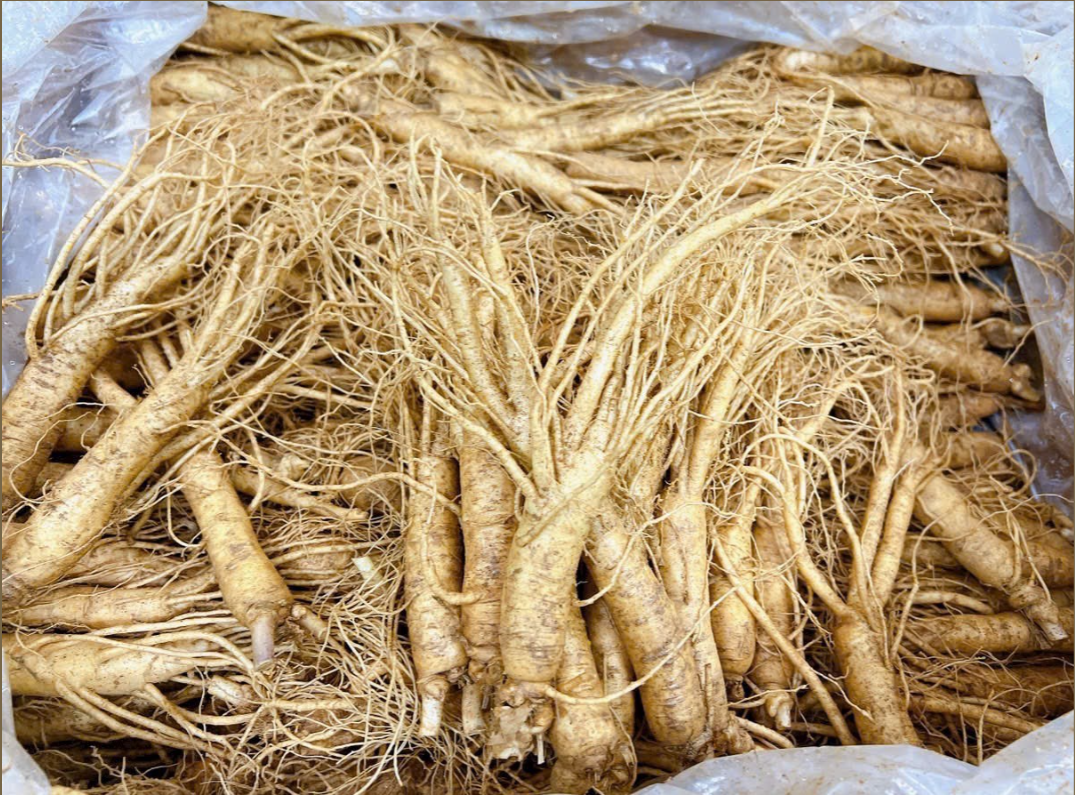  Sâm Tươi Hàn Quốc Loại 15-16 Củ 1Kg 