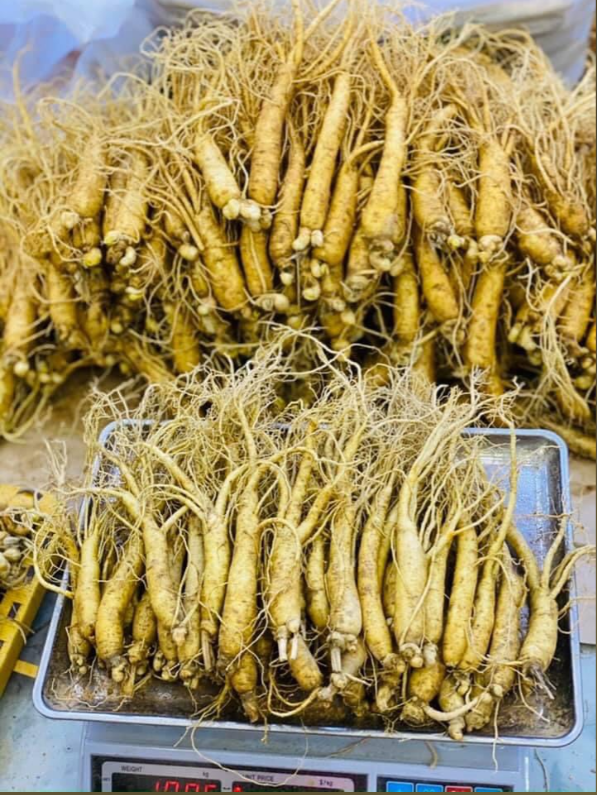  Sâm Tươi Hàn Quốc Loại Trên 50 Củ 1Kg 
