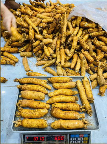 Nhân Sâm Tươi