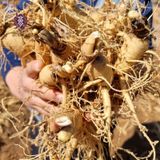  Nước Uống Hồng Sâm Energy Time Plus 