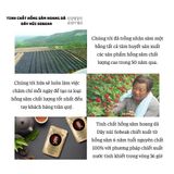 Tinh Chất Hồng Sâm Hoang Dã Dãy Núi Sobaek 