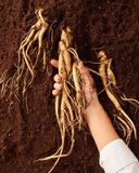  Tinh Chất Hồng Sâm 6 Năm Tuổi Ngọt Dịu Từ Trái Lê Và Rễ Hoa Chuông 