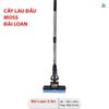  Cây lau đầu Moss Đài Loan 