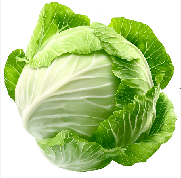 Bắp cải