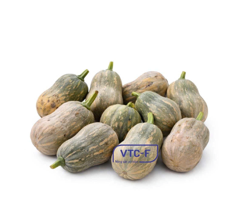  Bí đỏ cô tiên (Bí hồ lô) 