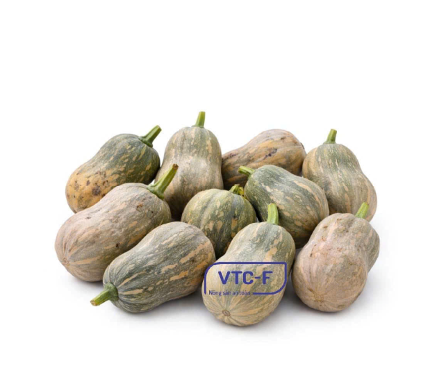Bí đỏ cô tiên (Bí hồ lô)