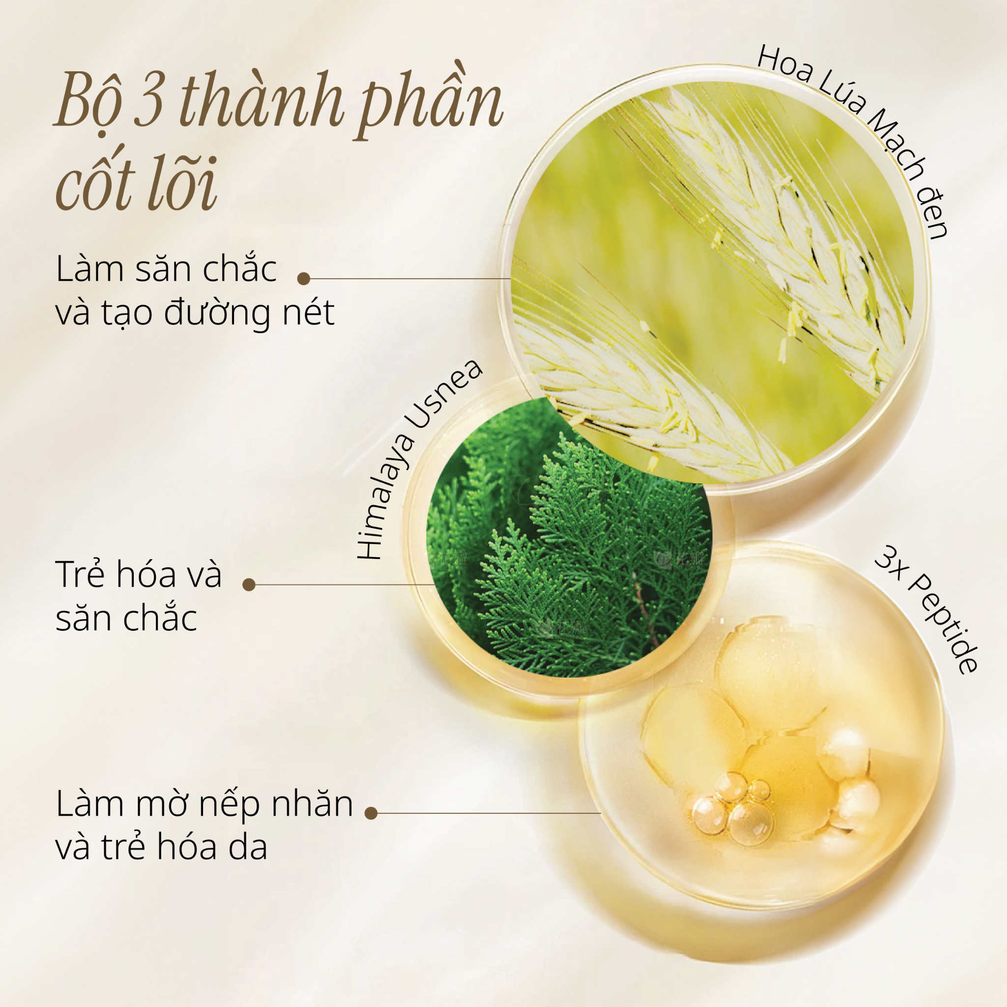 Tinh Chất Giúp Săn Chắc Da Khuôn Mặt Kim Cương Vàng CHANDO Himalaya 50ml Hàng Chính Hãng