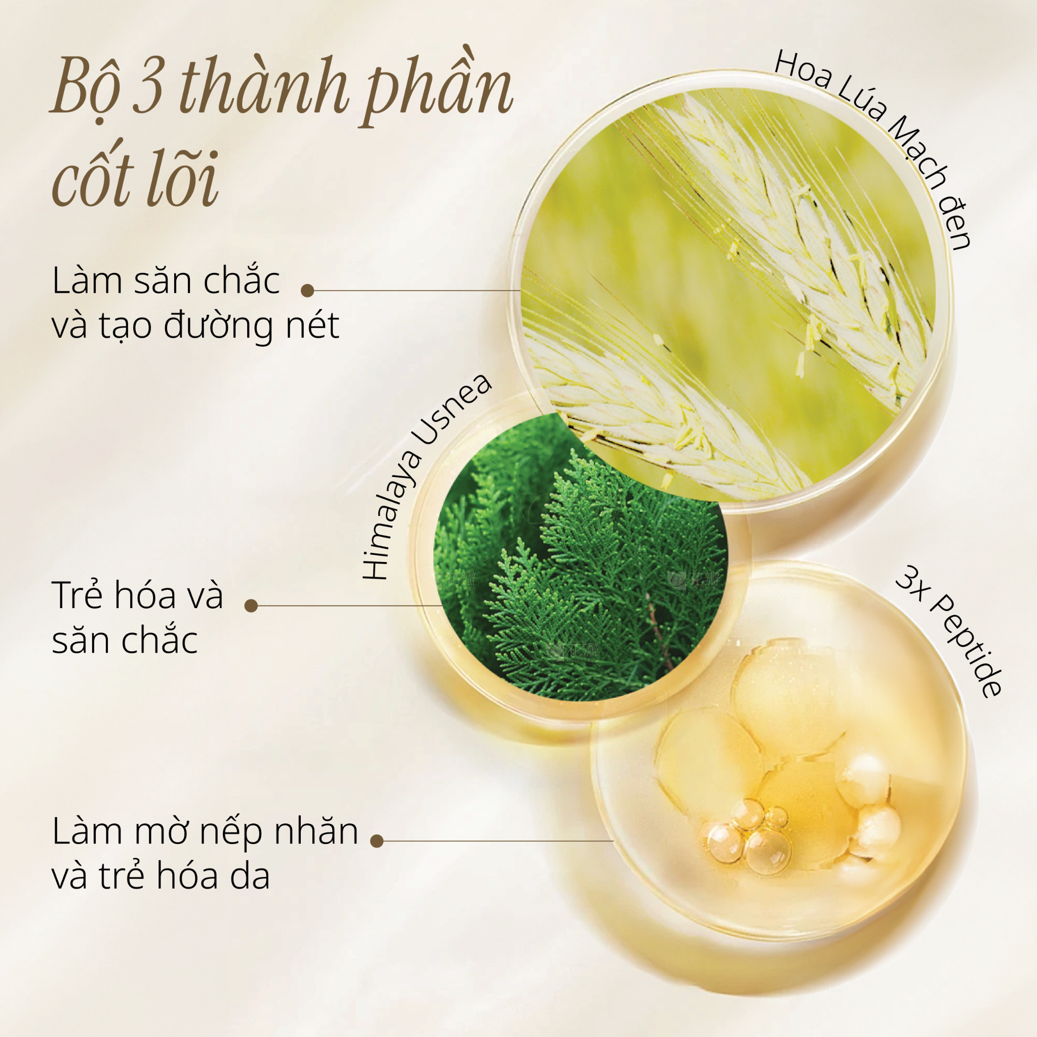 Kem Dưỡng Hỗ Trợ Cải Thiện Độ Săn Chắc Da CHANDO Himalaya 55g Hàng Chính Hãng