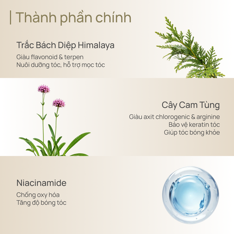 Dầu Xả Hỗ Trợ Ngăn Ngừa Gãy Rụng & Kiểm Soát Dầu CHANDO Himalaya 600g Hàng Chính Hãng