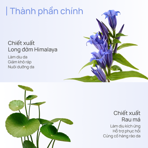 Sữa Dưỡng Thể Hỗ Trợ Dưỡng Ẩm 600g CHANDO Himalaya Hàng Chính Hãng