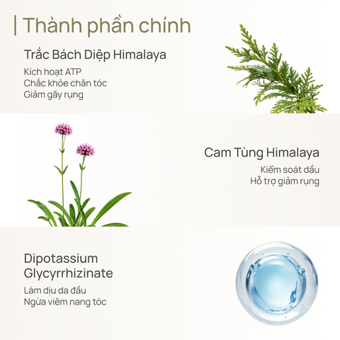 Dầu Gội Ngăn Ngừa Rụng Tóc & Nuôi Dưỡng Tóc Chắc Khỏe CHANDO Anti-Hairloss & Strengthening Shampoo 600ml