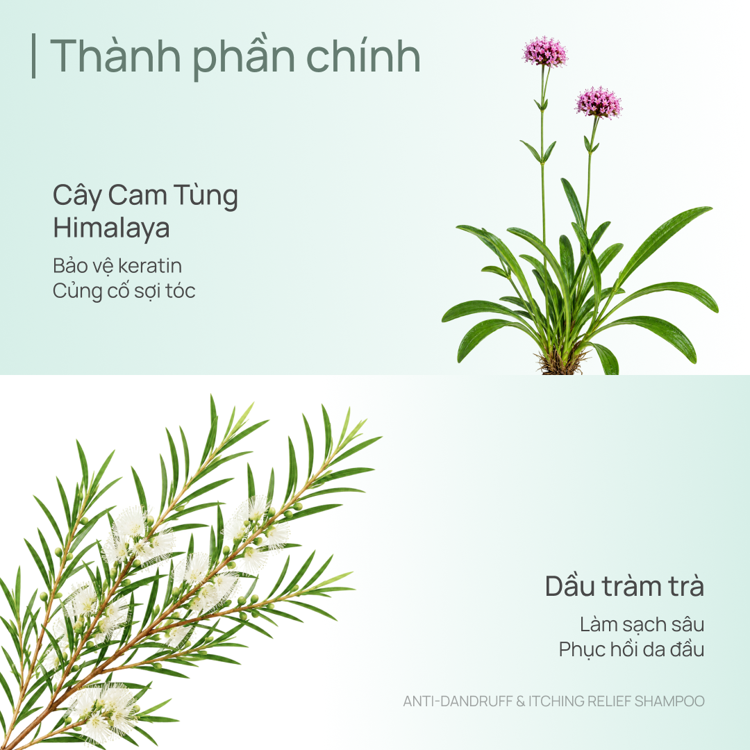 COMBO TẮM - GỘI TÓC SẠCH DA TRẮNG SÁNG CHANDO 200G (NHIỀU PHÂN LOẠI)