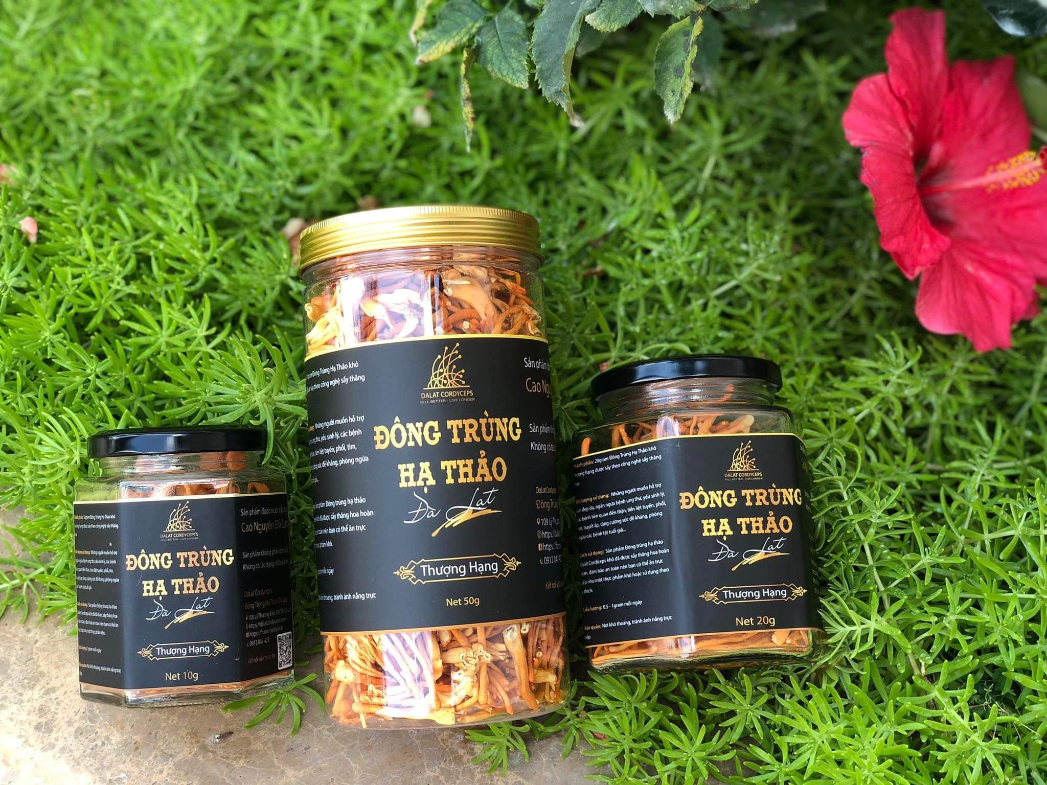  Nấm Đông Trùng Hạ Thảo Đà Lạt Khô Sấy Thăng Hoa - Loại 20gr 