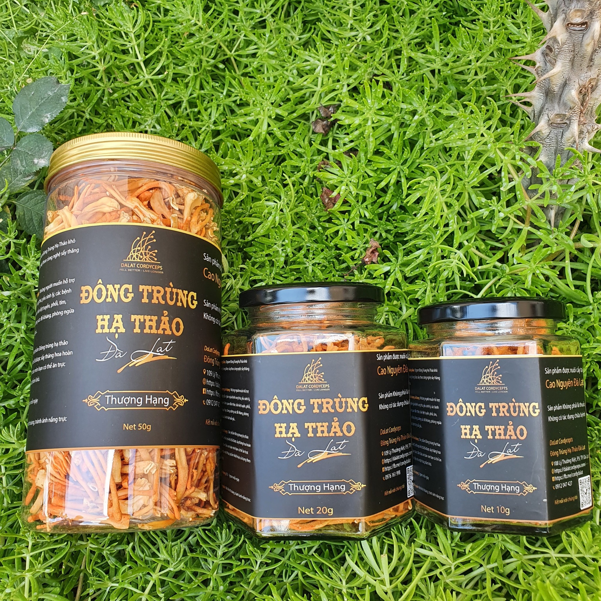 Nấm đông trùng hạ thảo khô sấy thăng hoa (Loại 10gr)