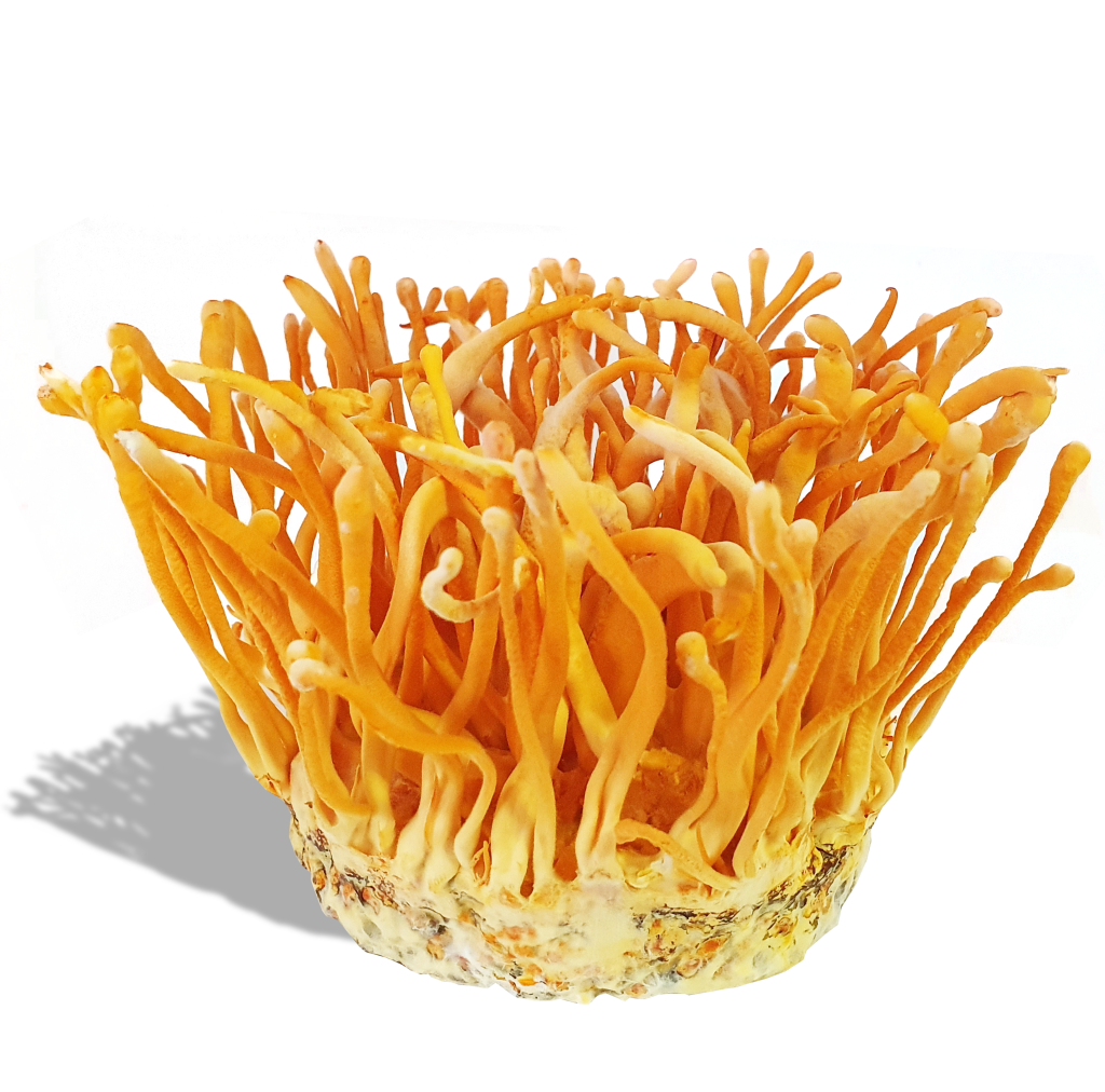 Nấm đông trùng hạ thảo sinh khối tươi