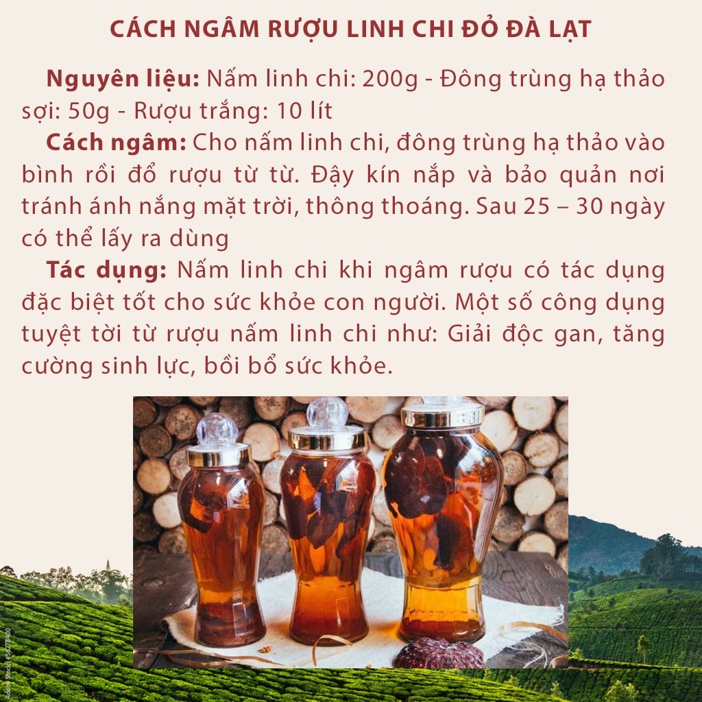 Nấm linh chi đỏ Đà Lạt còn nguyên bào tử nấm, loại thái lát