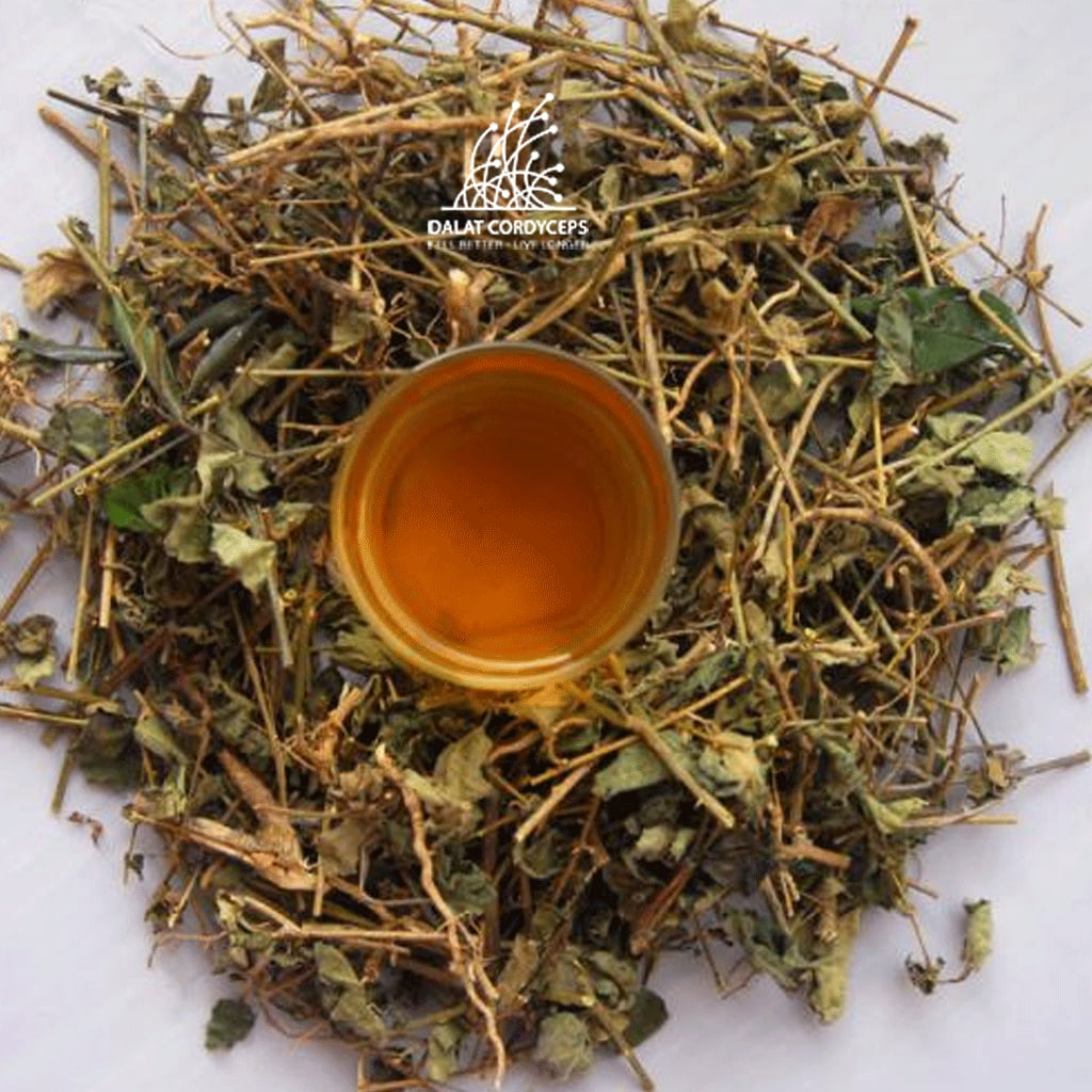 Trà thảo mộc cà gai leo sấy khô - Dalat Cordyceps