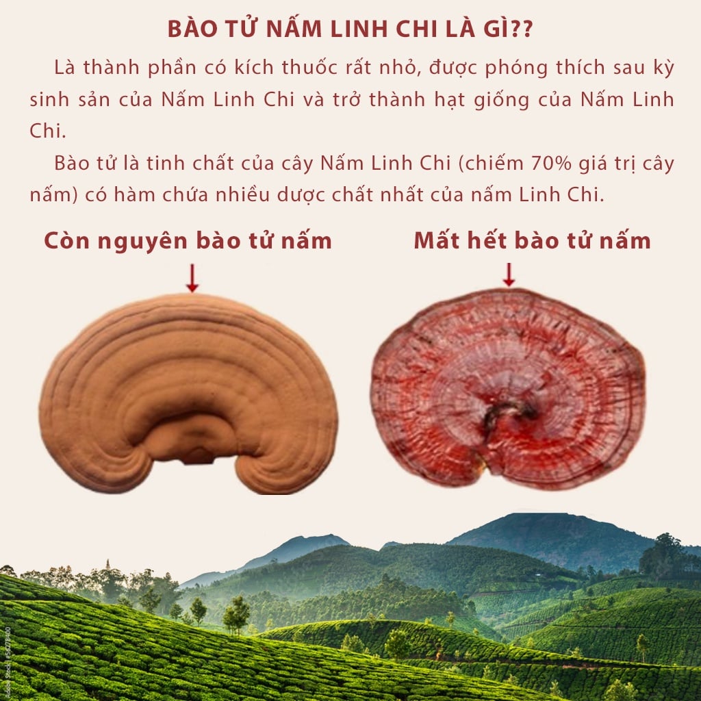 Nấm linh chi đỏ Đà Lạt còn nguyên bào tử nấm, loại nguyên tai Dalat Cordyceps