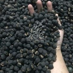 Hạt chuối rừng cô đơn sấy khô - Dalat Cordyceps - 1500gr