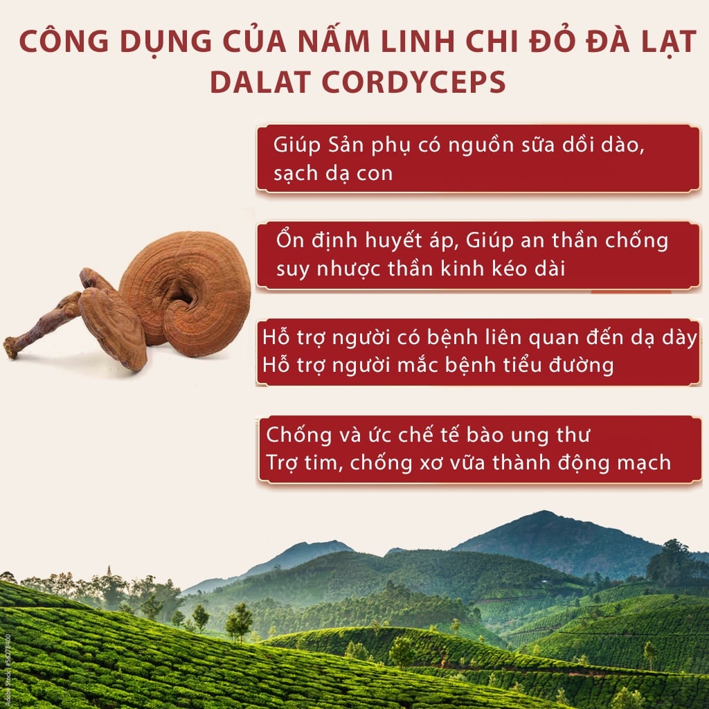 Nấm linh chi đỏ Đà Lạt còn nguyên bào tử nấm, loại thái lát