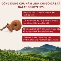 Nấm linh chi đỏ Đà Lạt còn nguyên bào tử nấm, loại thái lát