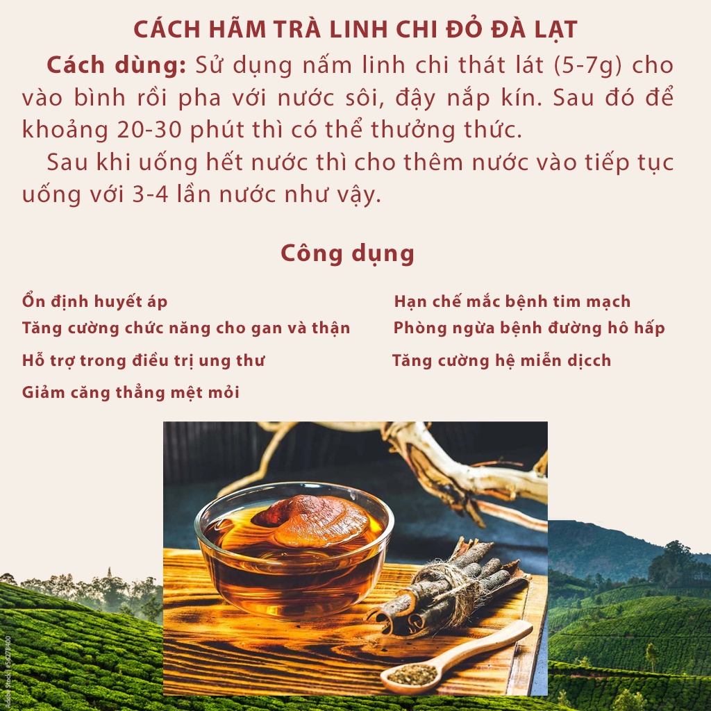 Nấm linh chi đỏ Đà Lạt còn nguyên bào tử nấm, loại nguyên tai Dalat Cordyceps