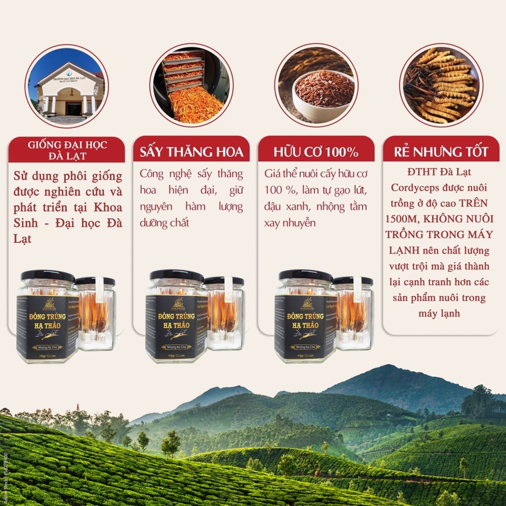 Đông trùng hạ thảo ký chủ nhộng tầm,,Dalat Cordyceps, lọ  25 - 50 con