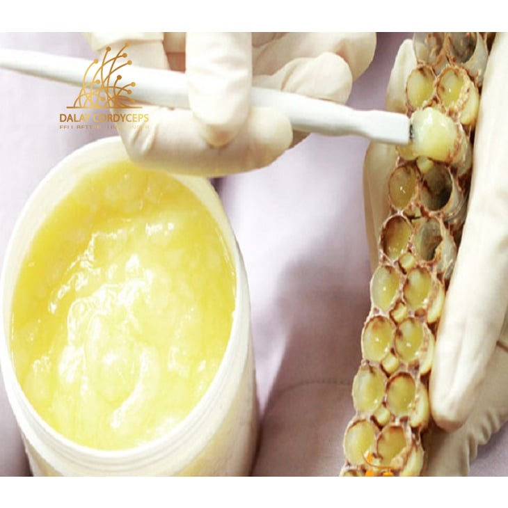 Sữa ong chúa tươi - Dalat Cordyceps