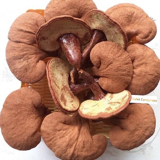 Nấm linh chi đỏ Đà Lạt còn nguyên bào tử nấm, loại nguyên tai Dalat Cordyceps