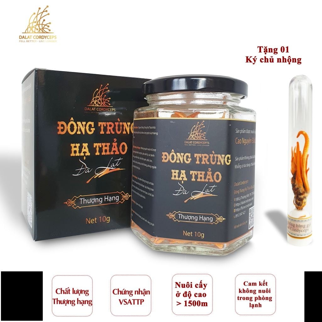 Nấm đông trùng hạ thảo khô đã được sấy thăng hoa giữ nguyên dưỡng chất, Dalat Cordyceps, 10gr, 4 hộp