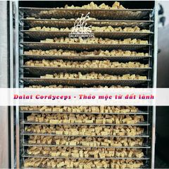 Gừng thẻ vị nguyên bản cay nồng Dalat Cordyceps