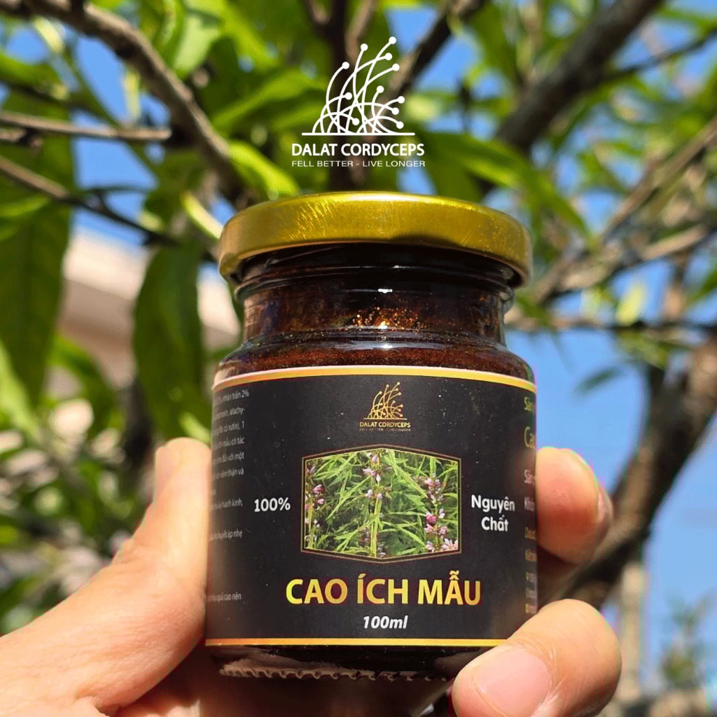 Cao ích mẫu - Dalat Cordyceps