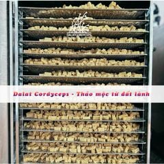 Nghệ thẻ phấn hoa mật ong Dalat Cordyceps