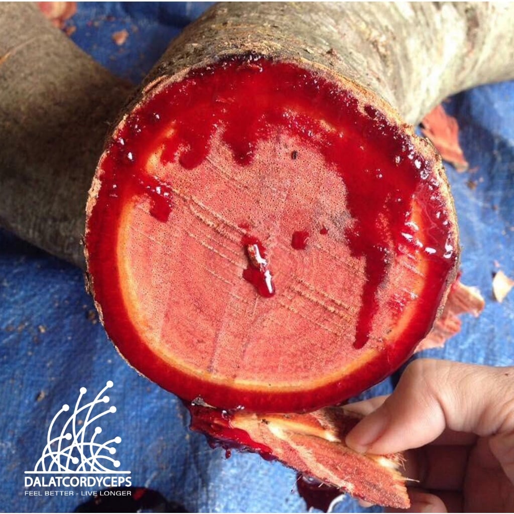 Cỏ máu, kê huyết đằng sấy khô - Dalat Cordyceps - 500GR