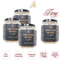 Combo 4 hộp Nấm Đông trùng hạ thảo khô sấy thăng hoa Loại 10gr