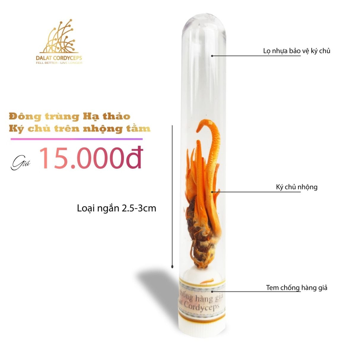 Đông trùnġ hạ thảo ký chủ nhộng ϯầṃ, ống nhựa, Dalat Cordyceps