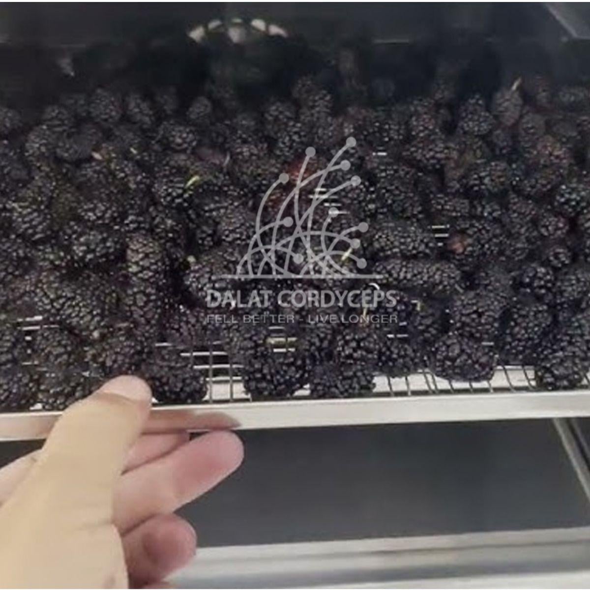 Quả dâu tằm khô sấy lạnh - Dalat Cordyceps