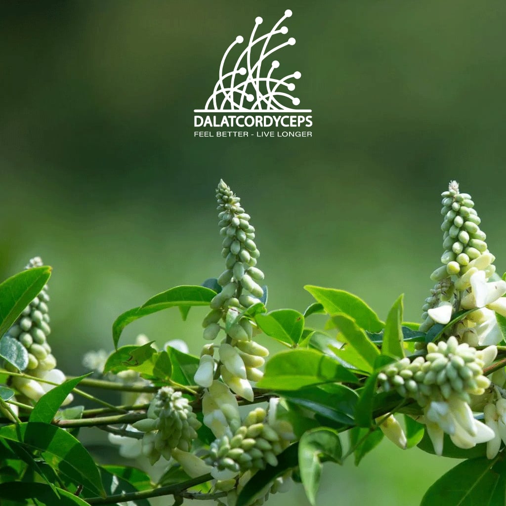 Nụ hoa cây sâm nam núi Dành khô sấy lạnh,, Dalat Cordyceps