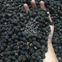 Hạt chuối rừng cô đơn sấy khô Dalat Cordyceps - 1500gr