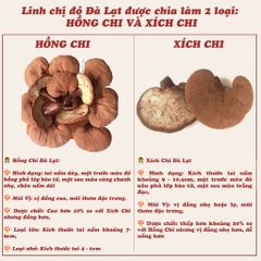 Nấm linh chi đỏ Đà Lạt còn nguyên bào tử nấm, loại thái lát
